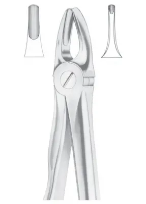 Fig. 3 upper incisors and canines 